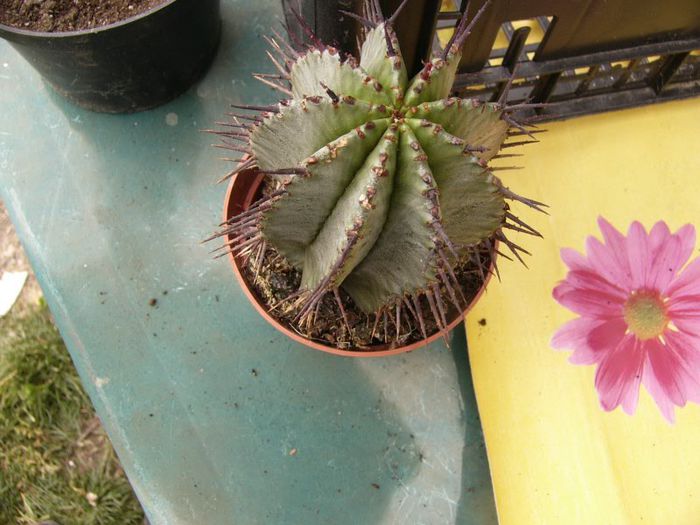 P1190342 - Plante 2013 II