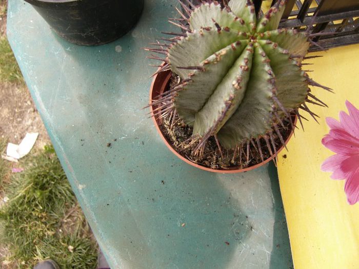 P1190343 - Plante 2013 II