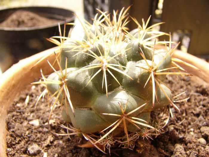 P1190344 - Plante 2013 II