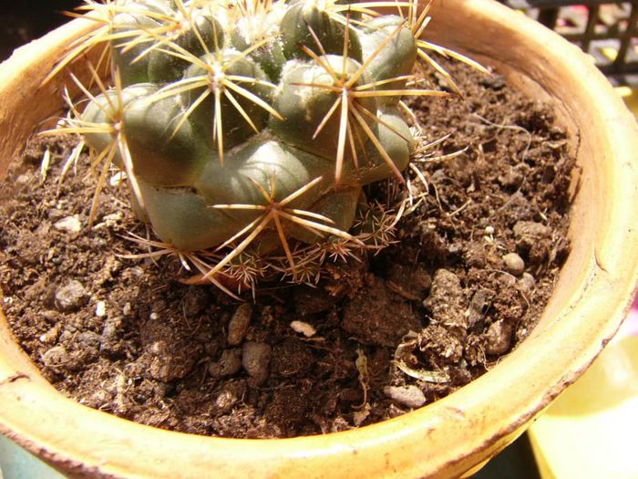 P1190346 - Plante 2013 II