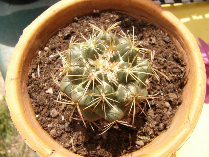 P1190347 - Plante 2013 II