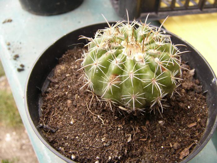 P1190365 - Plante 2013 II