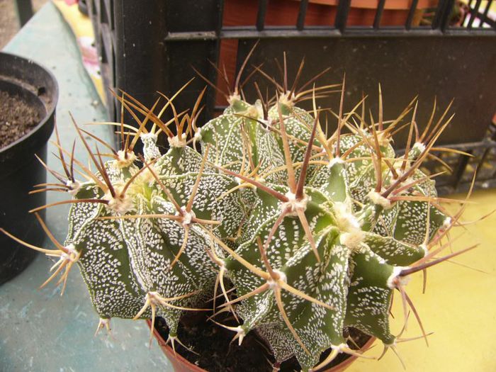P1190377 - Plante 2013 II
