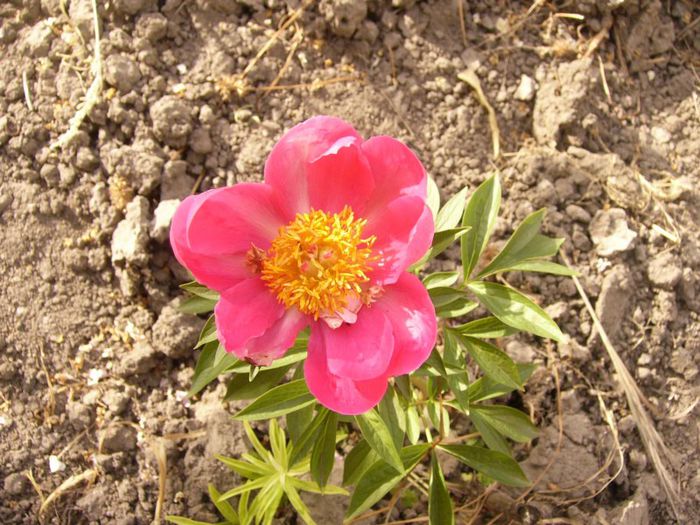 P1190423 - Plante 2013 II