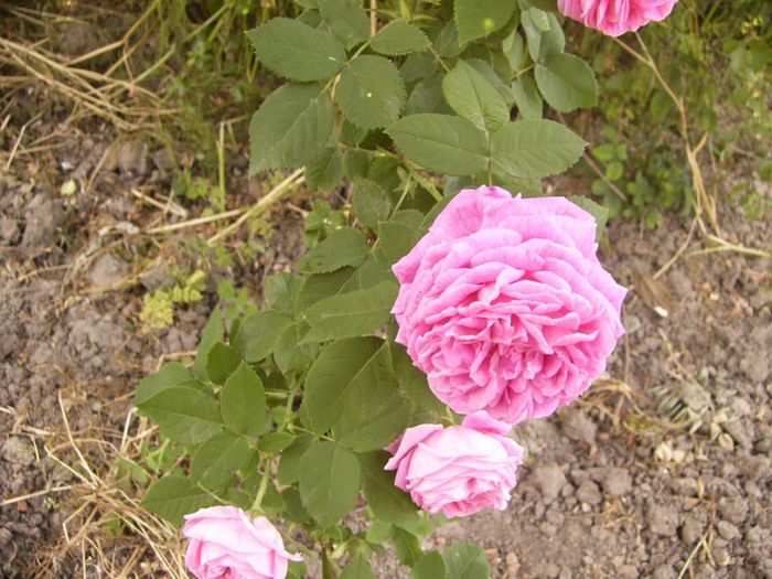 P1190437