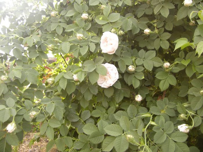 P1190443