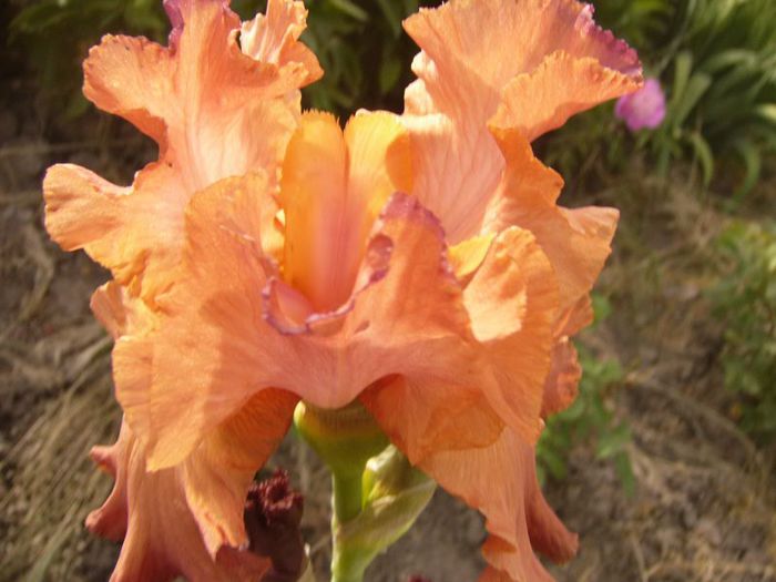 P1190456