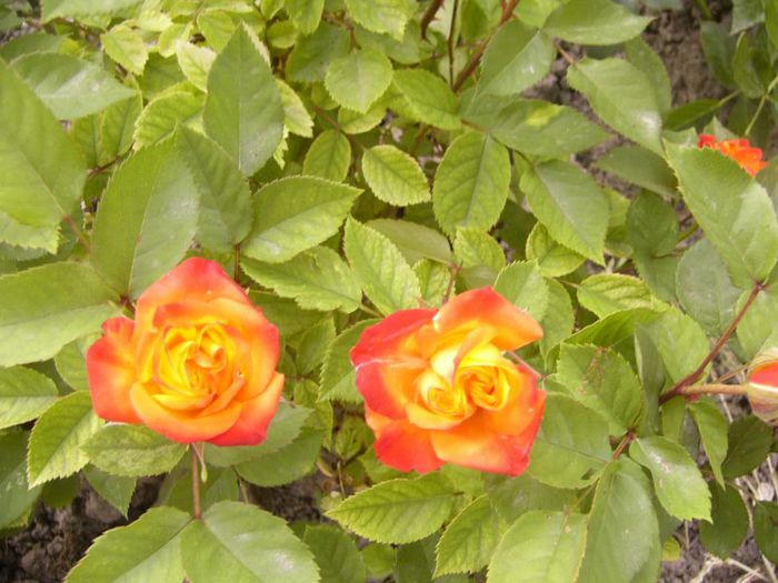 P1190463