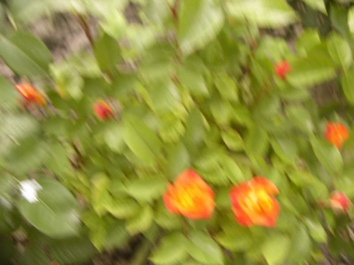 P1190466