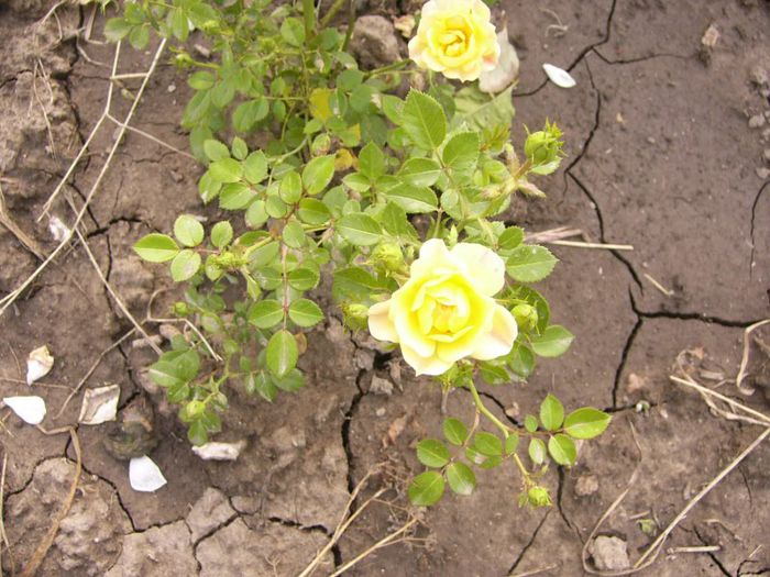 P1190543