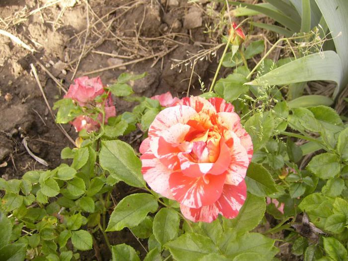 P1190563