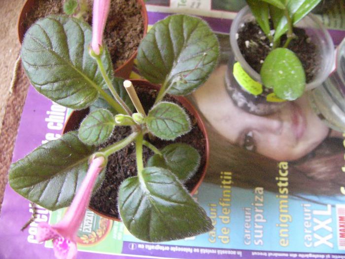 P1190642 - Plante 2013 II