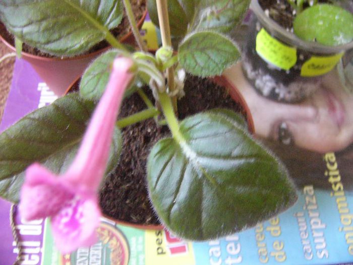 P1190643 - Plante 2013 II