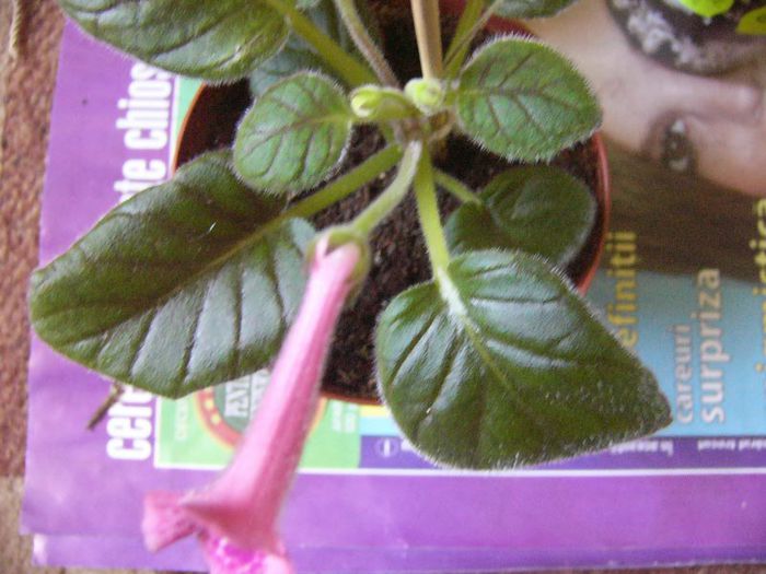 P1190644 - Plante 2013 II