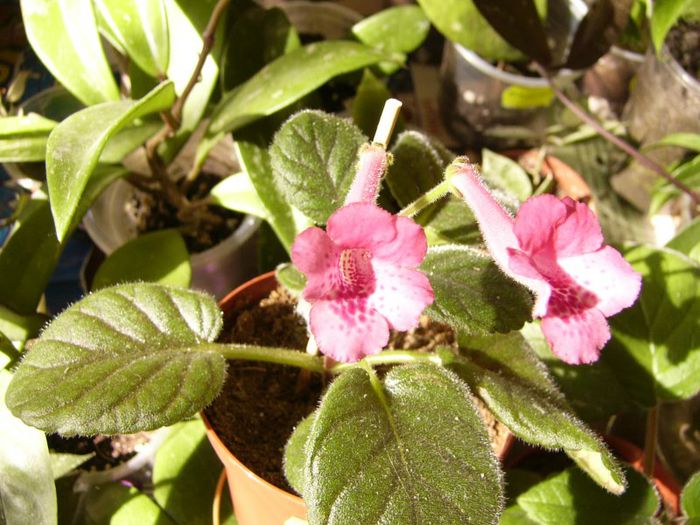 P1190699 - Plante 2013 II