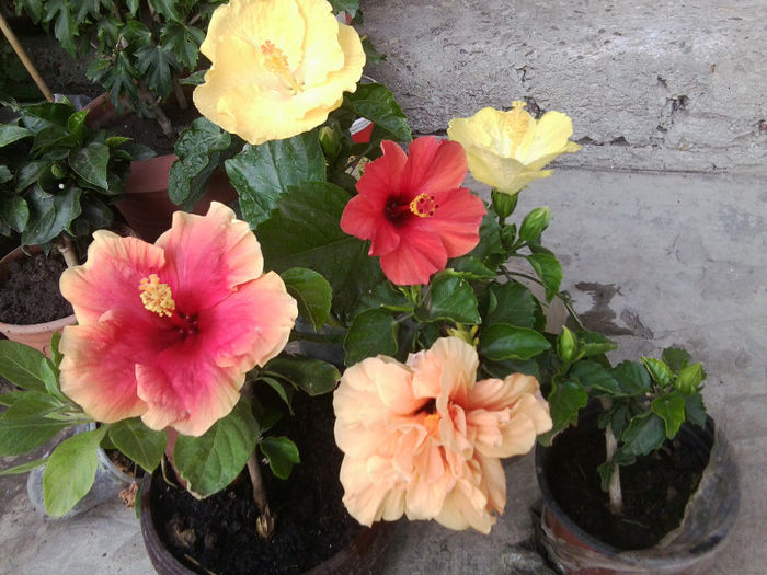 Fotografie5523 - hibiscusi 2013-2