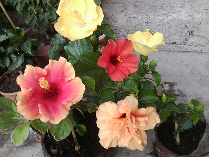 10.08 - hibiscusi 2013-2