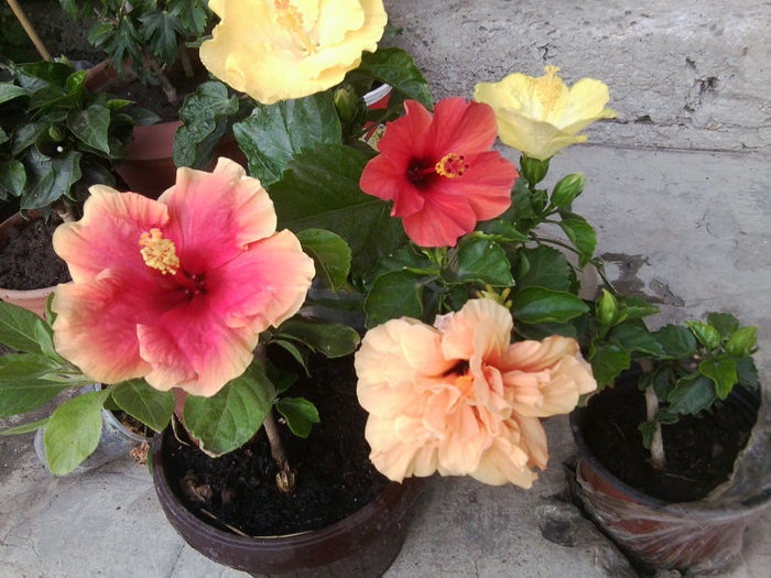 Fotografie5525 - hibiscusi 2013-2