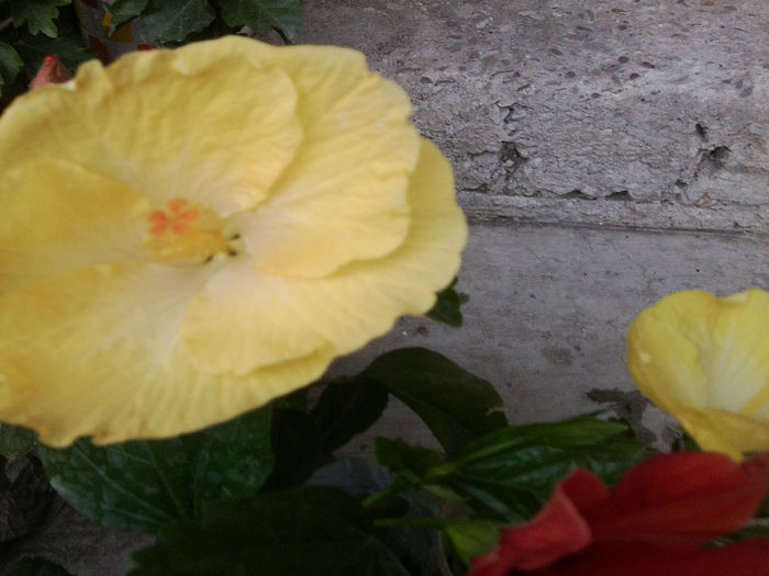 Fotografie5526 - hibiscusi 2013-2