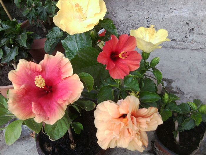 Fotografie5528 - hibiscusi 2013-2