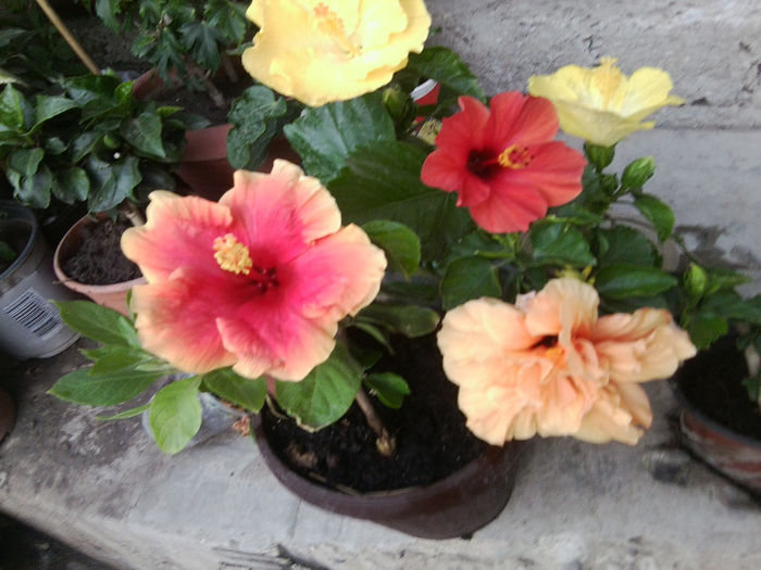Fotografie5529 - hibiscusi 2013-2