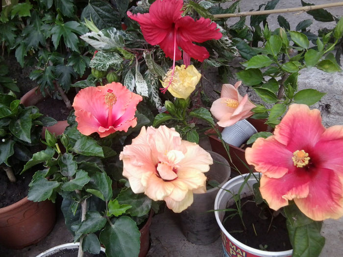 11.08 - hibiscusi 2013-2