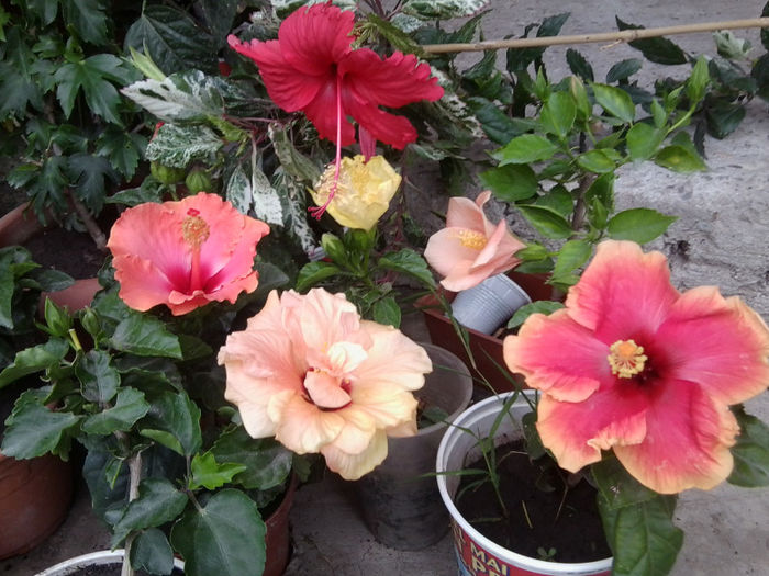 Fotografie5531 - hibiscusi 2013-2