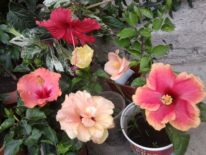 Fotografie5532 - hibiscusi 2013-2