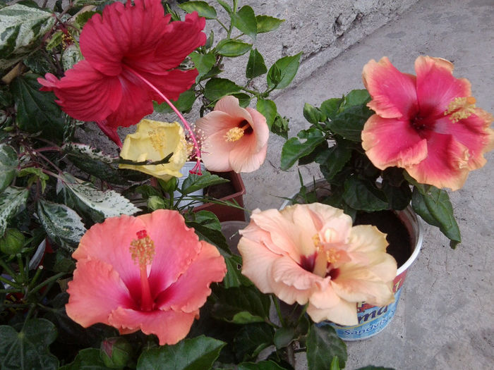 Fotografie5534 - hibiscusi 2013-2