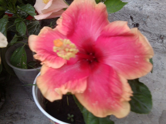 Fotografie5535 - hibiscusi 2013-2