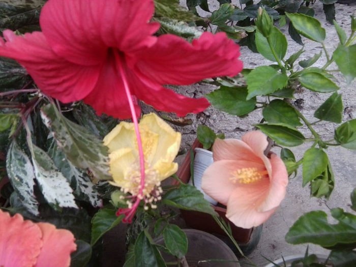 Fotografie5536 - hibiscusi 2013-2