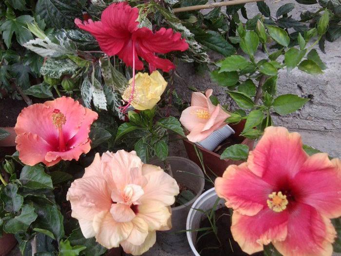 Fotografie5538 - hibiscusi 2013-2