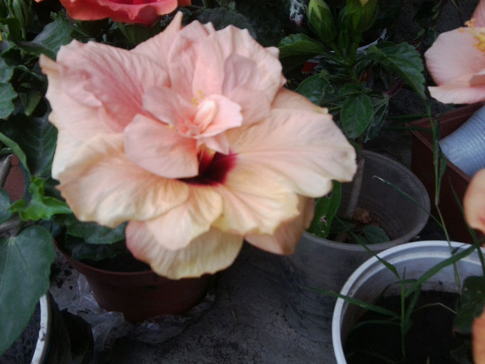 Fotografie5540 - hibiscusi 2013-2