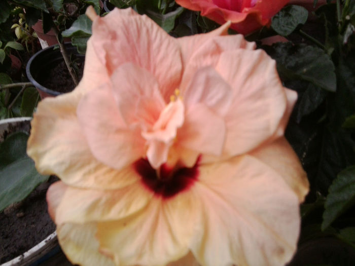 Fotografie5541 - hibiscusi 2013-2