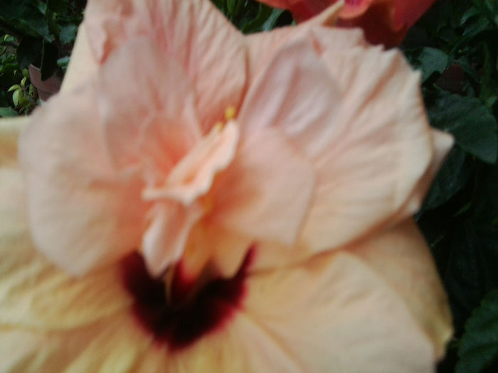 11.08 - hibiscusi 2013-2