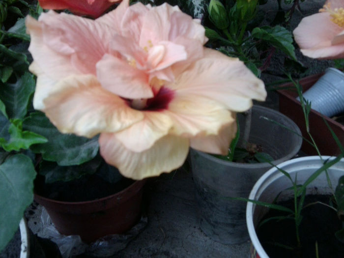 Fotografie5543 - hibiscusi 2013-2