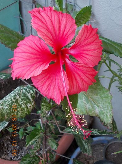 hibi surinam - august 2013-flori