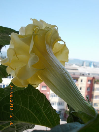 datura galbena balerina tutu