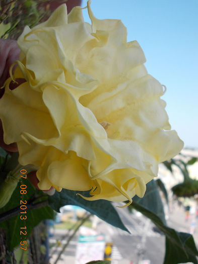 datura galbena balerina tutu