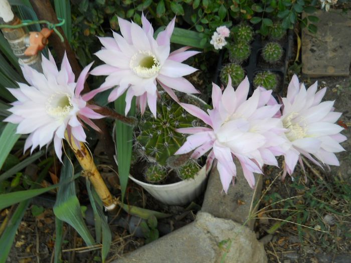 cactus-Echinopsis Oxygona roz - Flori apartament