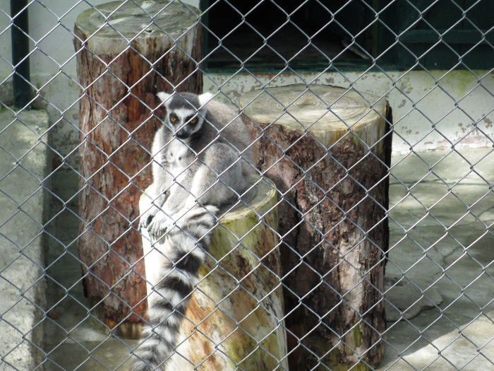 IMG_0019 - ZOO SIBIU