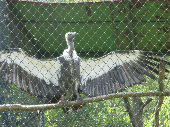 IMG_0040 - ZOO SIBIU