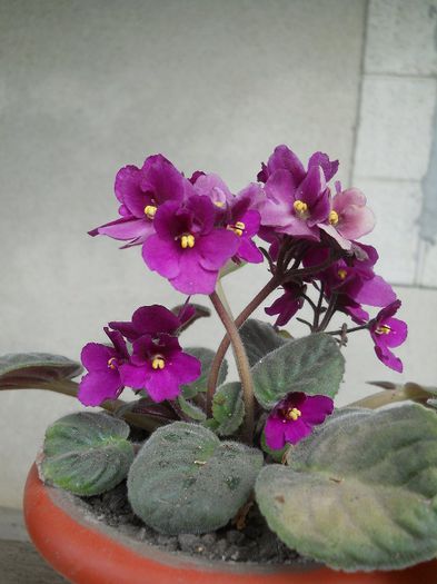 violeta africana - flori de interior 2013