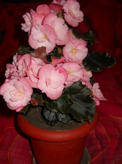 begonia roz