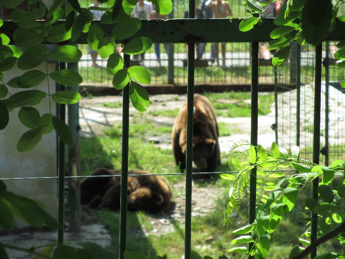 IMG_0052 - ZOO SIBIU