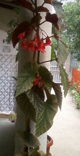begonia - plaman - flori de interior 2013