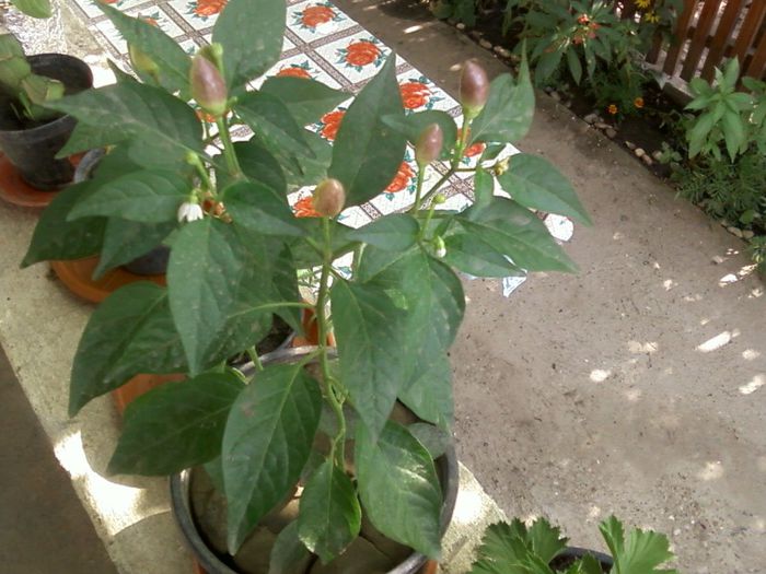 brazilian rainbow pepper - pierduta