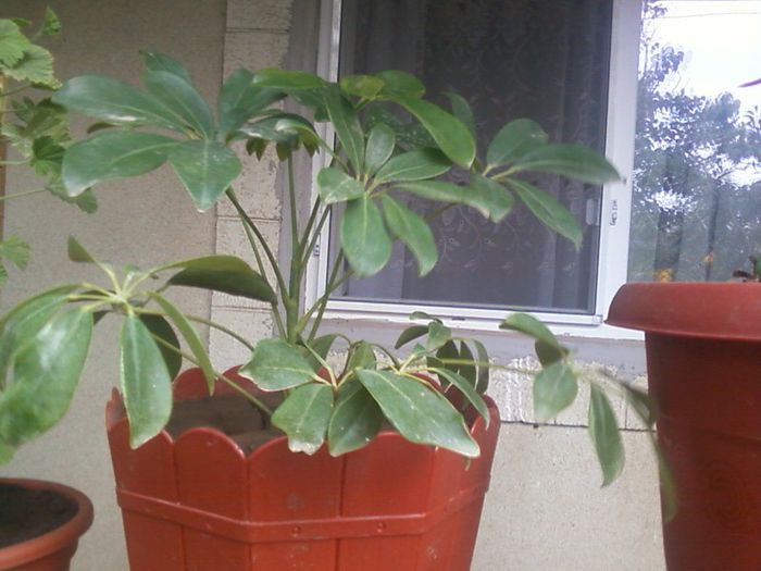 schefflera