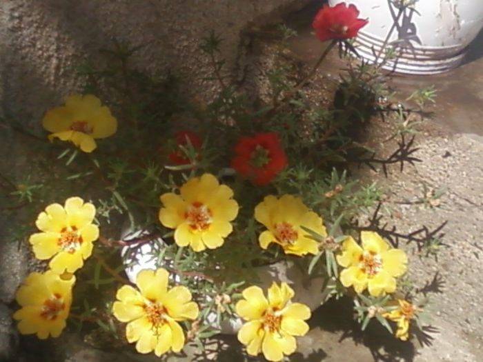 flori de piatra- galben si rosu - floricele din gradina 2013