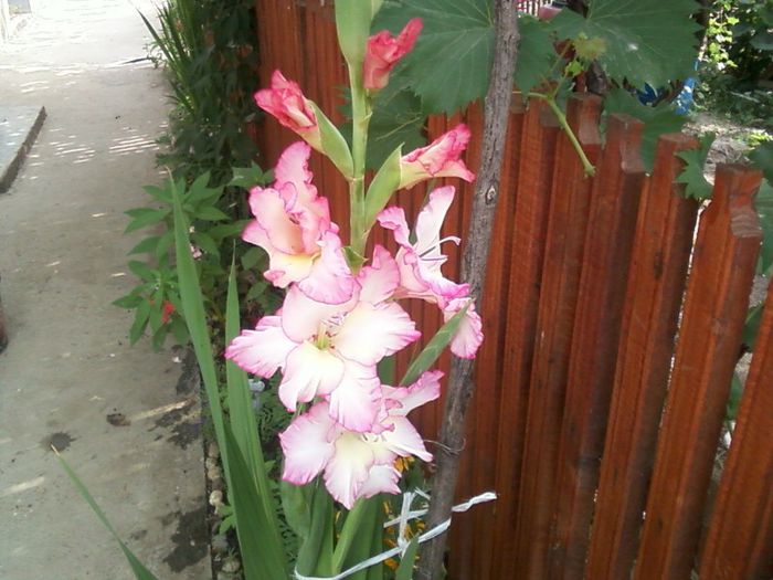 gladiola roz - floricele din gradina 2013